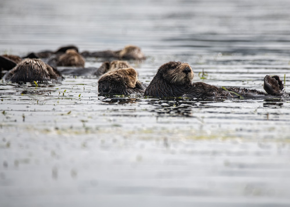 a group of sea otters swimming in a body of water