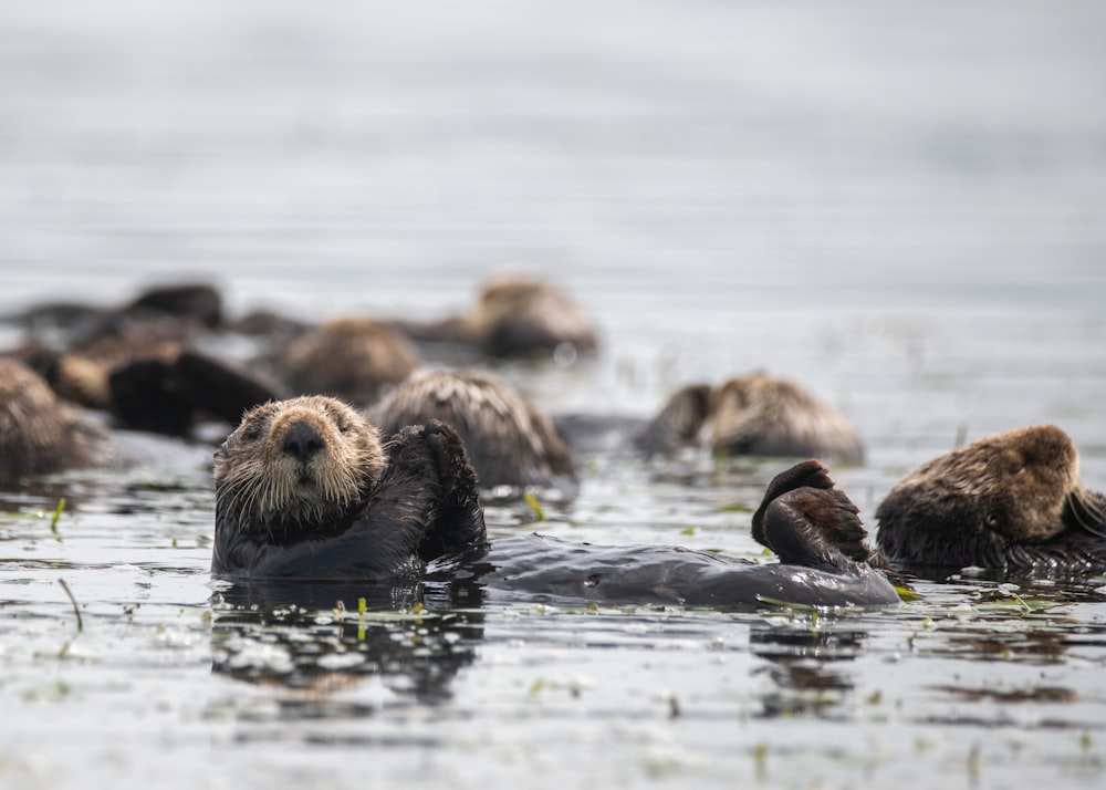 a group of sea otters swimming in the water