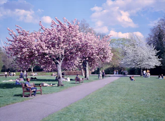 A serene park scene with people enjoying a sunny afternoon under blooming trees.