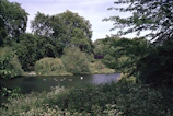 A serene lake in the middle of a spacious park with ducks gliding on the water.