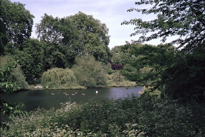 A serene lake in the middle of a spacious park with ducks gliding on the water.