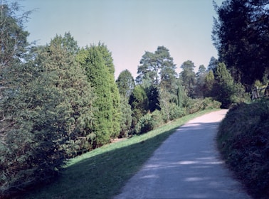 Visitors exploring winding paths through the lush woodland surrounded by tall trees.