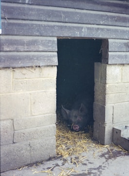 A pig is lying inside a small, dark enclosure made of brick and wood. The floor is covered with straw, providing bedding for the pig. The entrance to the shelter is open, revealing the dimly lit interior where the pig's face and snout are visible.