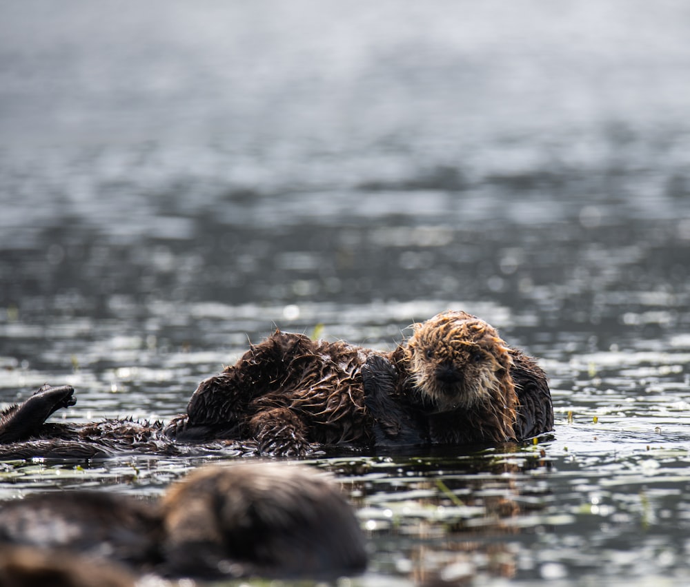 a wet otter swimming in a body of water
