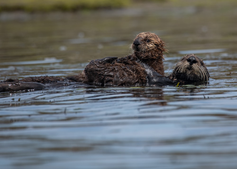 a couple of wet dogs swimming in a lake