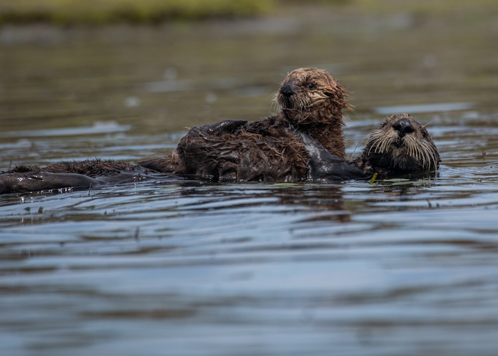 湖で泳ぐ濡れた犬のカップル