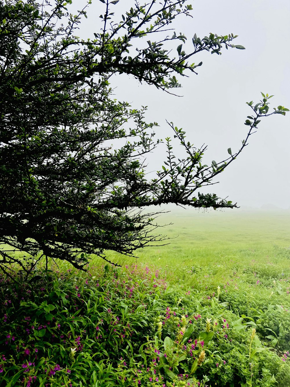 a grassy field with trees and bushes in the foreground