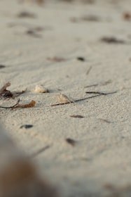 Fine sand with scattered dried leaves and twigs creates a natural and undisturbed landscape. The texture of the sand is highlighted by a subtle play of light and shadow.