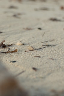 Fine sand with scattered dried leaves and twigs creates a natural and undisturbed landscape. The texture of the sand is highlighted by a subtle play of light and shadow.