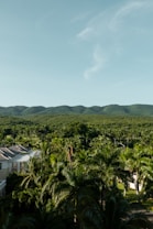 A lush, green landscape with a mountain range in the background under a clear blue sky. The foreground is filled with tall palm trees and a glimpse of a colonial-style building with white walls and a sloped roof. The dense foliage creates a sense of tropical abundance and seclusion.