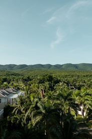 A lush, green landscape with a mountain range in the background under a clear blue sky. The foreground is filled with tall palm trees and a glimpse of a colonial-style building with white walls and a sloped roof. The dense foliage creates a sense of tropical abundance and seclusion.