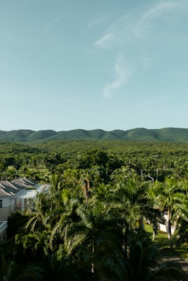 A lush, green landscape with a mountain range in the background under a clear blue sky. The foreground is filled with tall palm trees and a glimpse of a colonial-style building with white walls and a sloped roof. The dense foliage creates a sense of tropical abundance and seclusion.