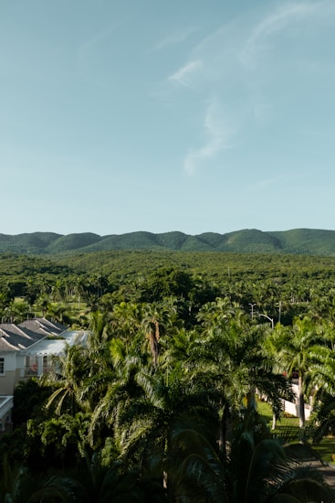 A lush, green landscape with a mountain range in the background under a clear blue sky. The foreground is filled with tall palm trees and a glimpse of a colonial-style building with white walls and a sloped roof. The dense foliage creates a sense of tropical abundance and seclusion.