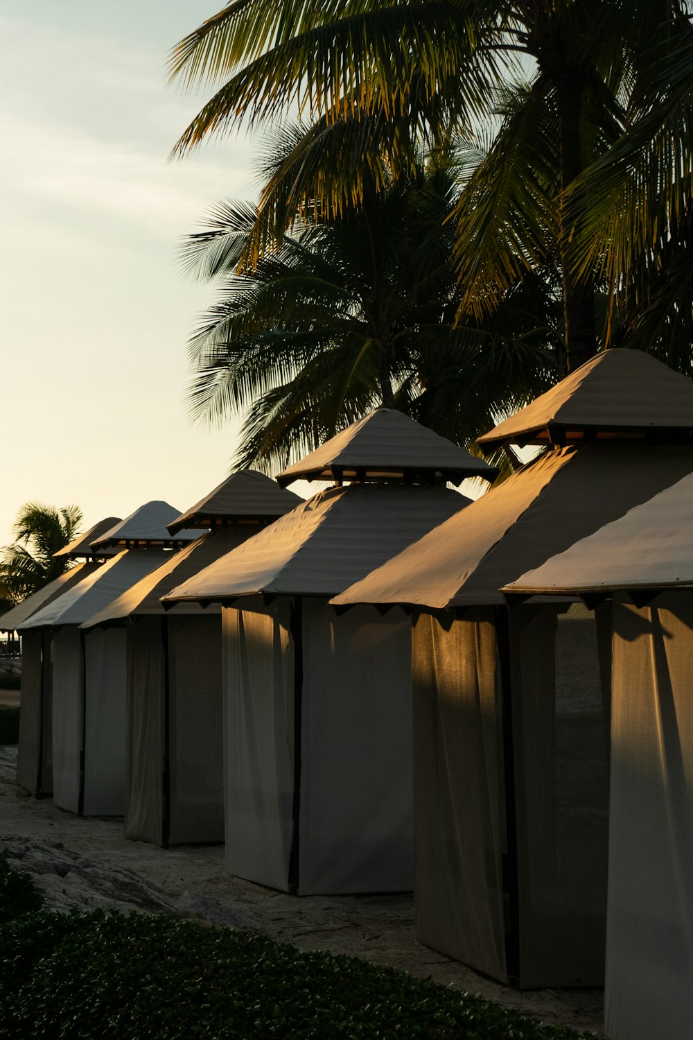 a row of tents sitting next to a palm tree