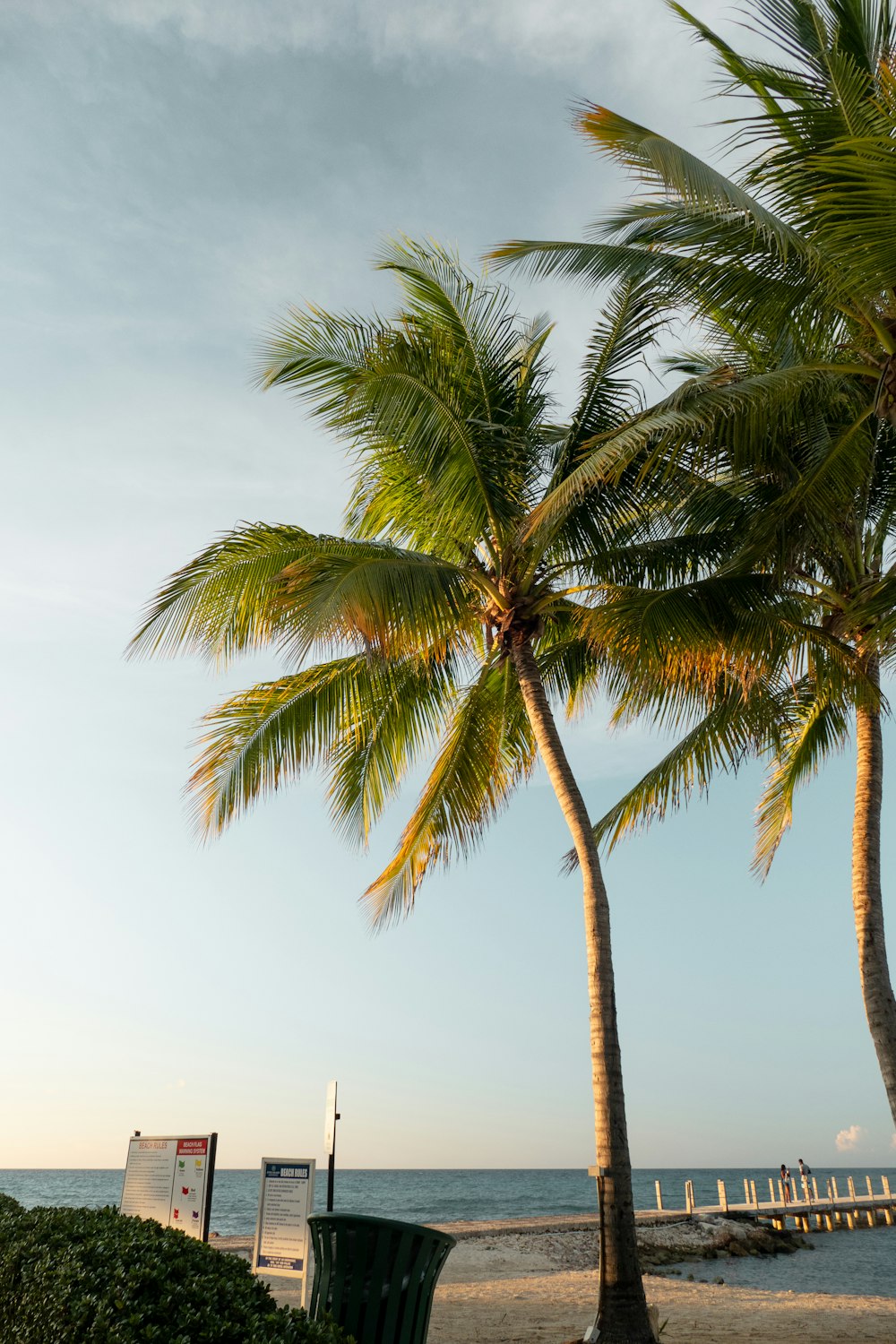 a couple of palm trees sitting on top of a beach