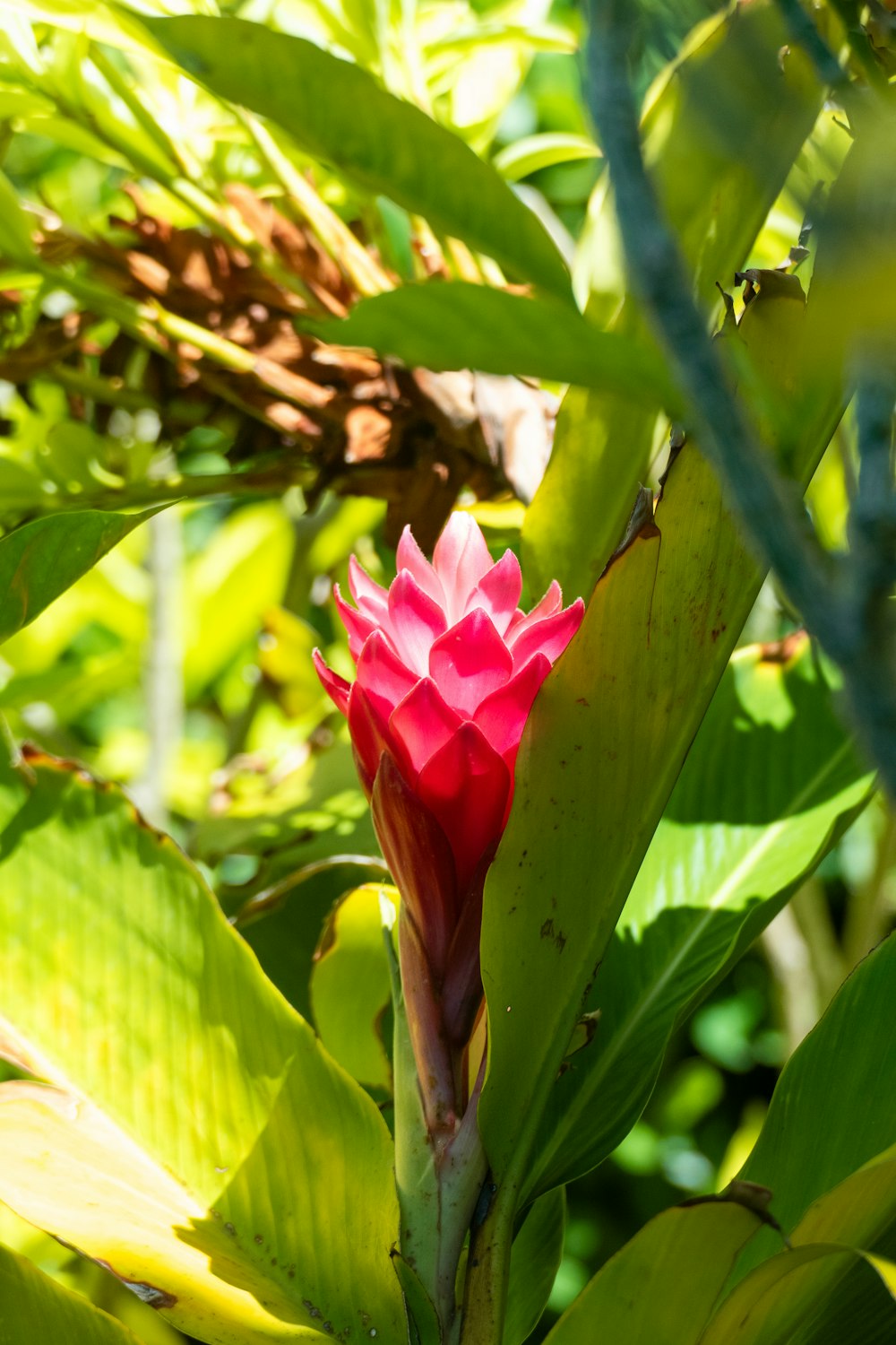 a pink flower is growing in a bush