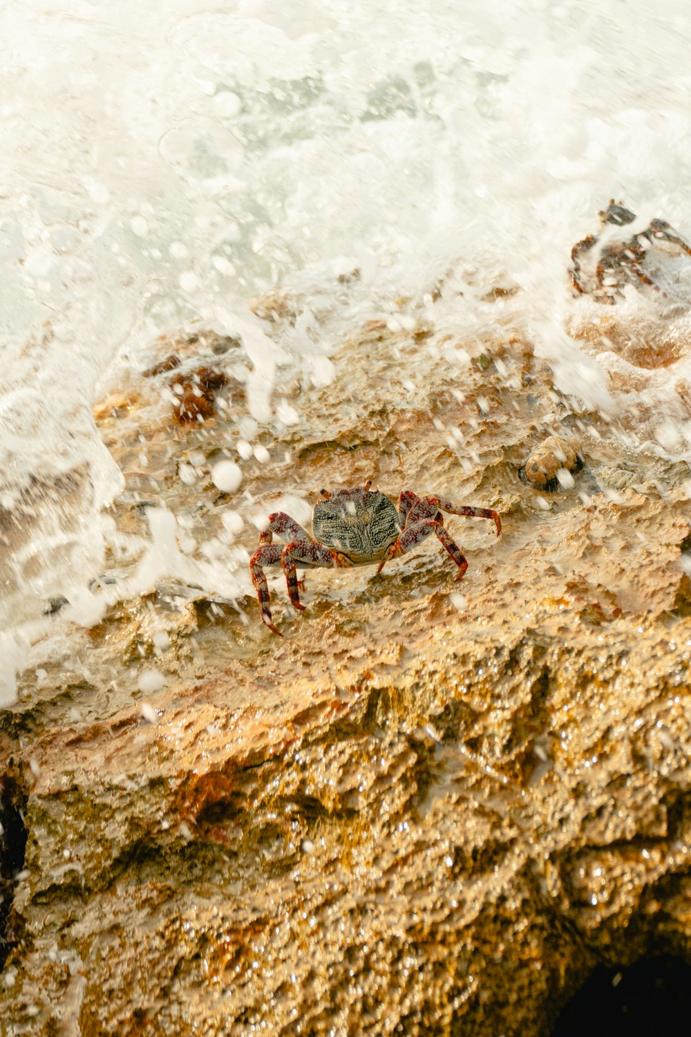 a crab sitting on a rock in the ocean