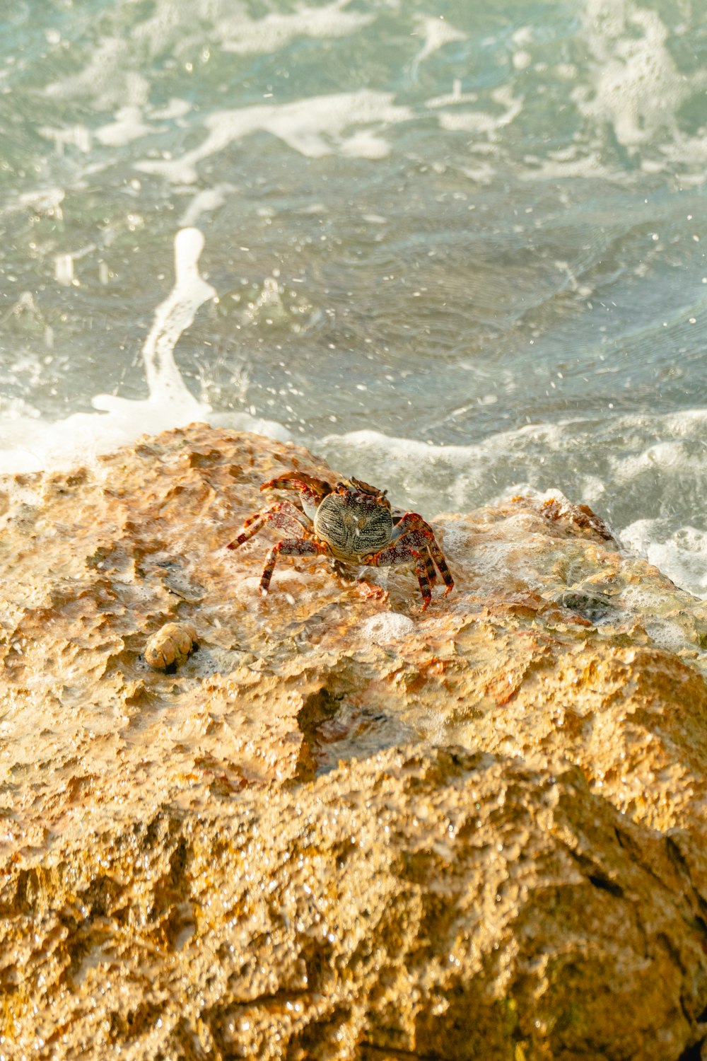 a crab sitting on a rock in the ocean