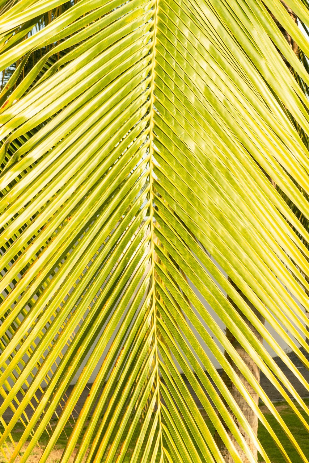 a close up of a green palm tree