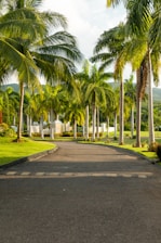 a paved road with palm trees lining both sides of it