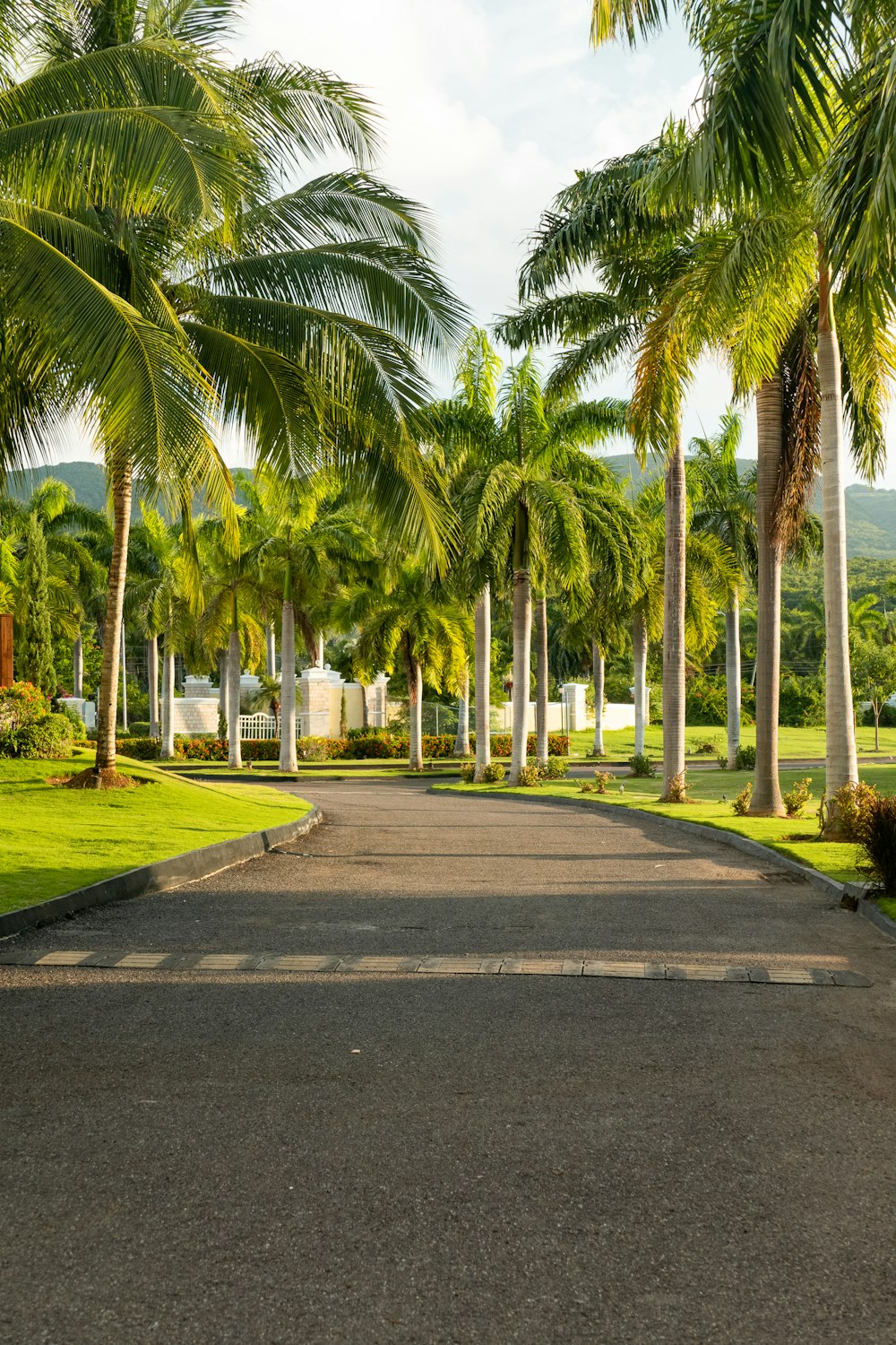 a paved road with palm trees lining both sides of it