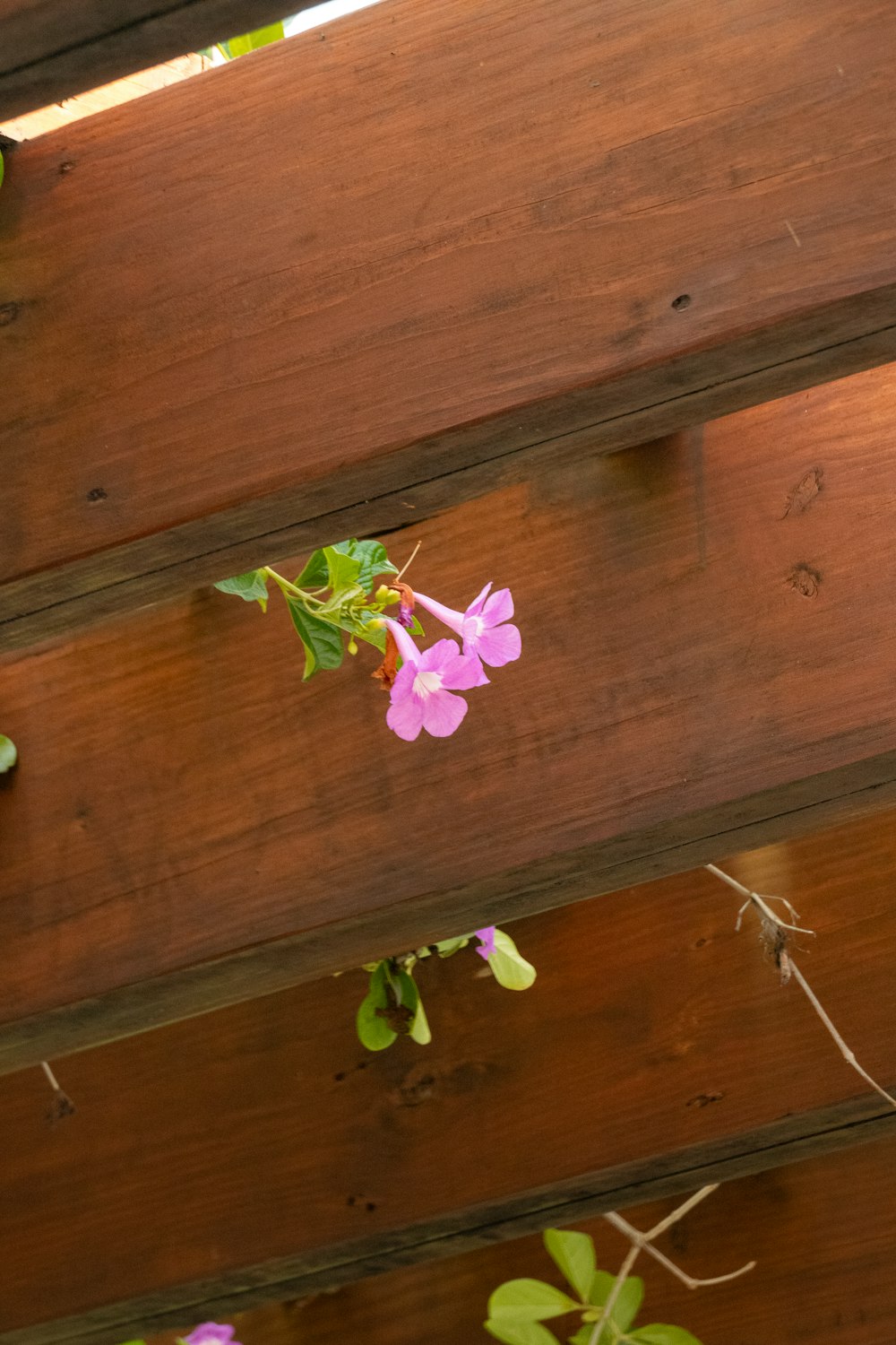 a close up of a flower on a wooden structure