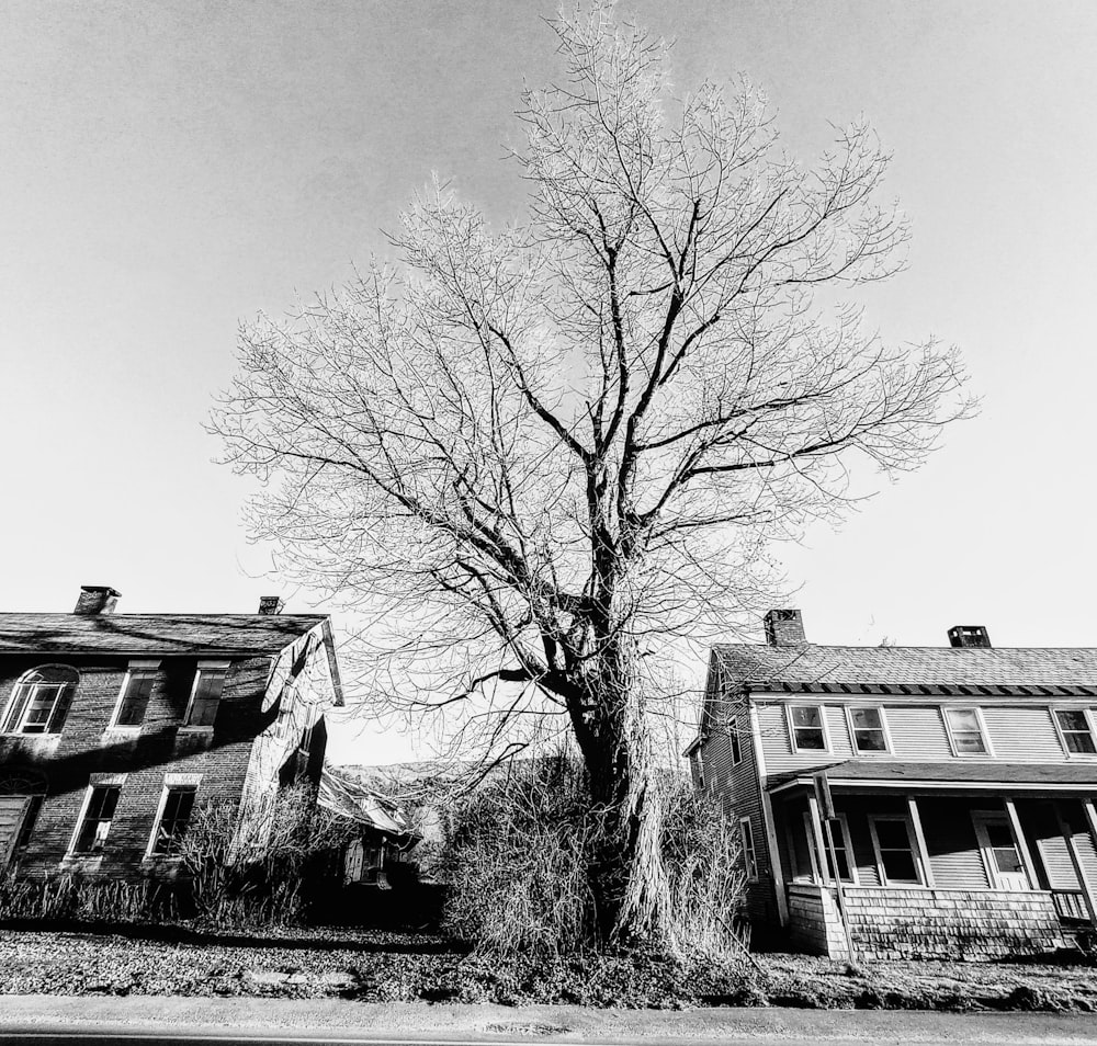 a bare tree in front of two old houses