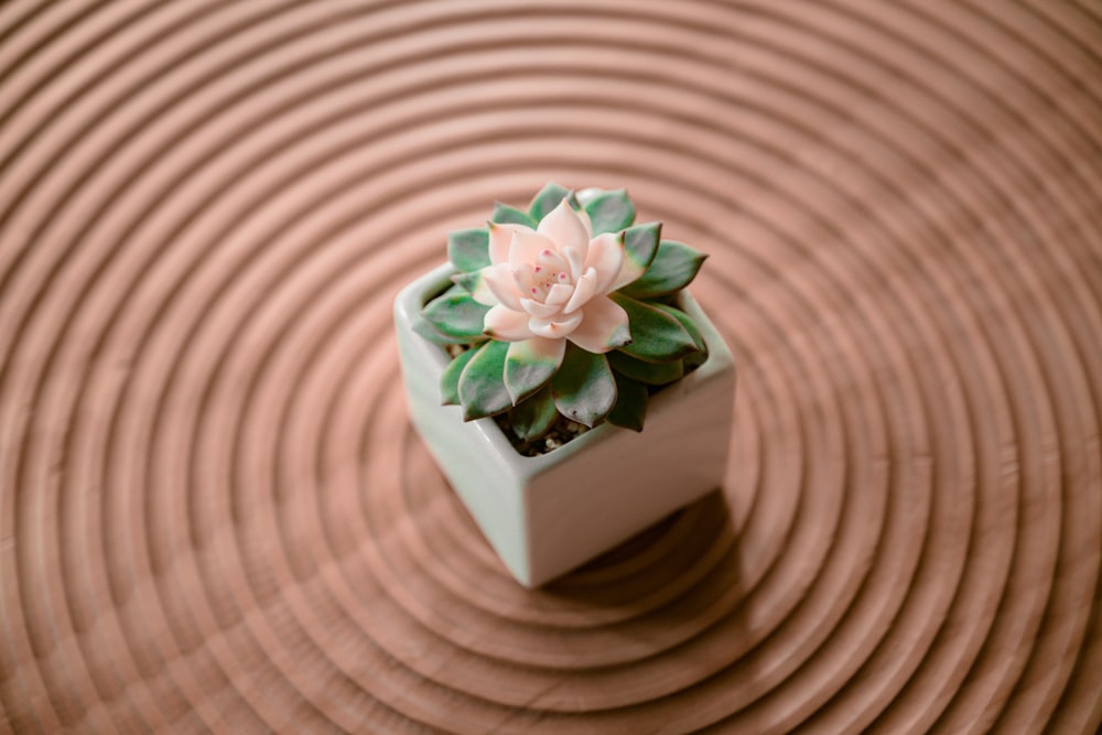 um pequeno vaso de planta sentado em cima de uma mesa
