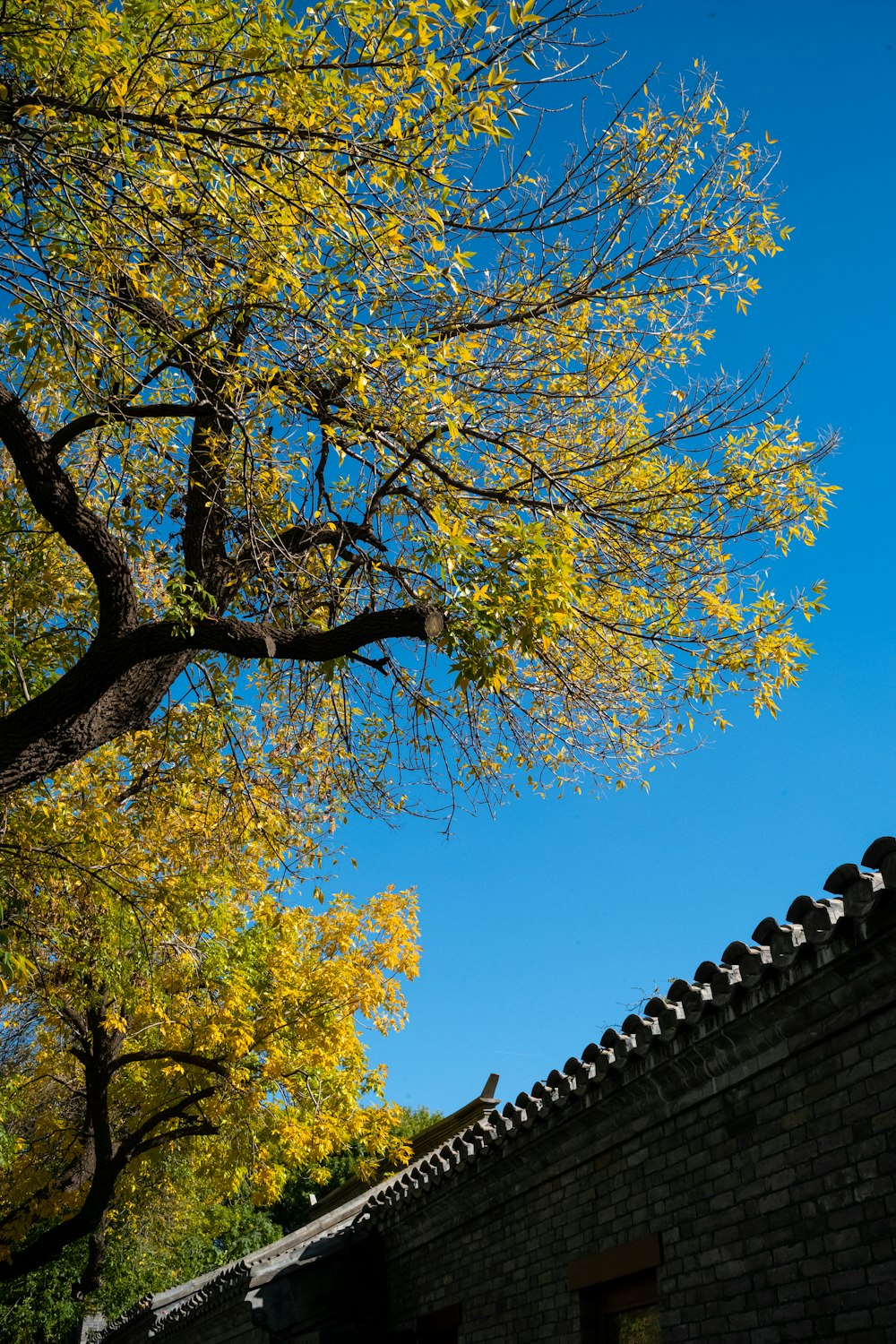 a tree with yellow leaves in front of a blue sky