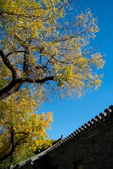 A tree with branches sprawling across the image is adorned with vibrant yellow leaves under a clear blue sky. Below the tree, an old brick wall with traditional architectural details is visible, casting shadows and adding an element of rustic charm.