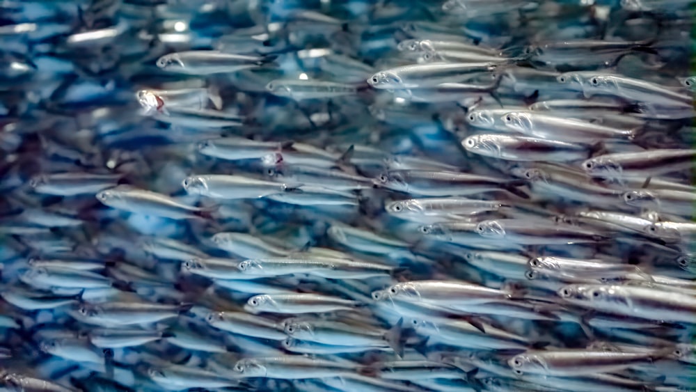 a large group of fish swimming in the ocean