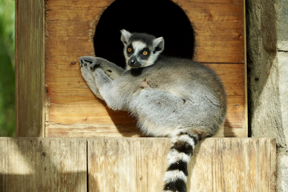 a small animal is sitting in a wooden birdhouse