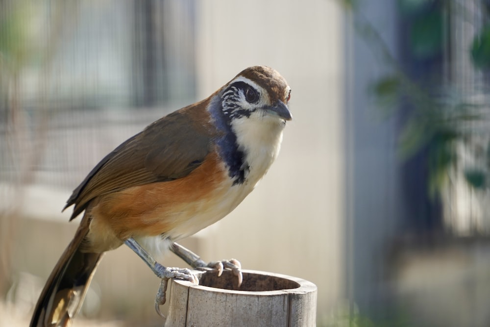 un pájaro posado en lo alto de un poste de madera