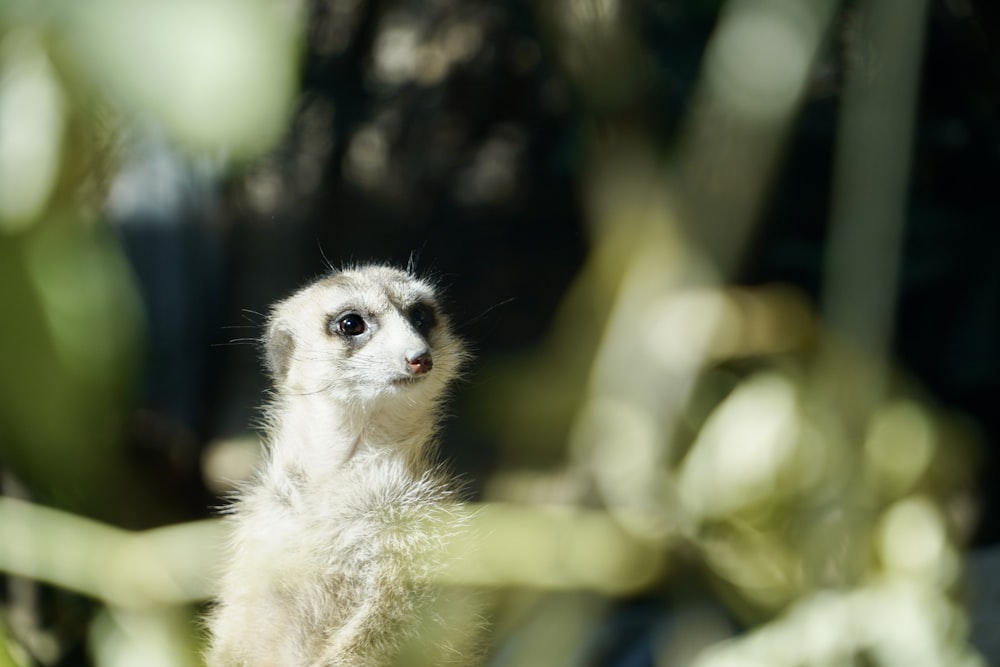 un primer plano de un pequeño animal en un árbol