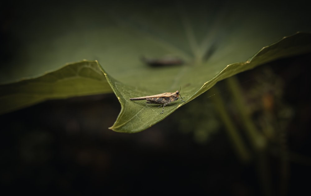 Un insecte est assis sur une feuille verte