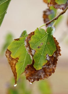 Green leaves with significant browning and curling along the edges, indicating damage or disease. A water droplet hangs from one of the leaves, suggesting recent rain or humidity.