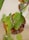 Green leaves with significant browning and curling along the edges, indicating damage or disease. A water droplet hangs from one of the leaves, suggesting recent rain or humidity.