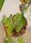 Green leaves with significant browning and curling along the edges, indicating damage or disease. A water droplet hangs from one of the leaves, suggesting recent rain or humidity.