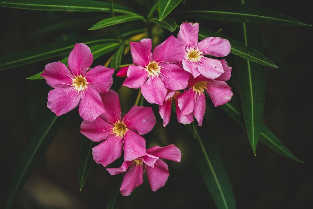 eine Gruppe von rosa Blumen, die auf einer grünen Pflanze sitzen