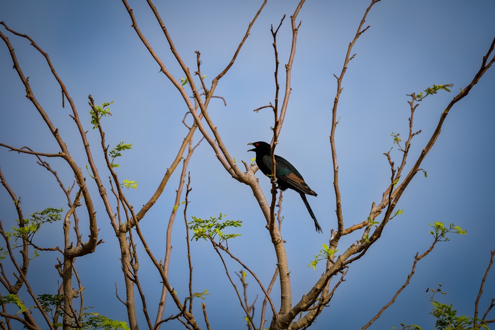un pájaro negro sentado en lo alto de la rama de un árbol