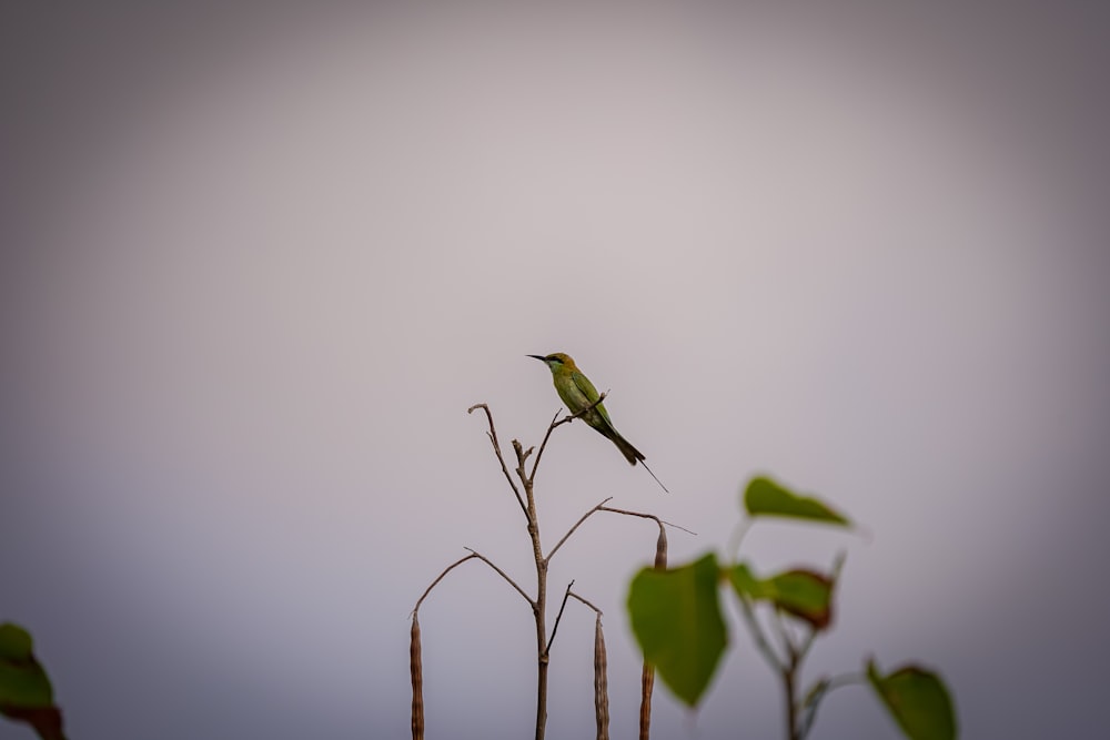 a small bird sitting on top of a tree branch