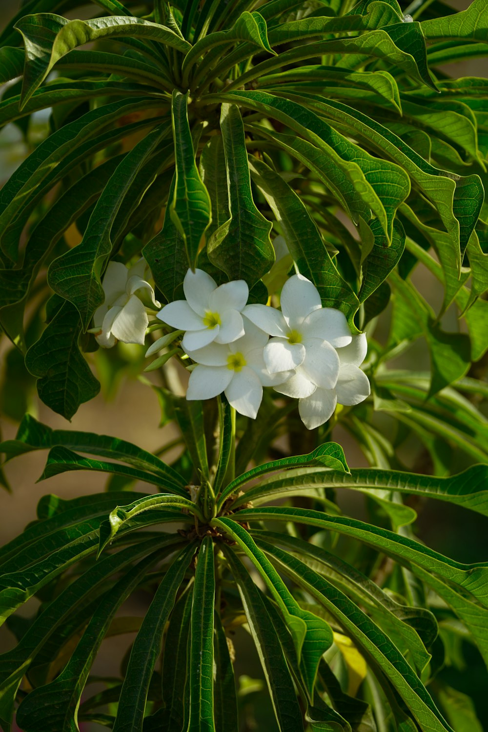 una pianta con fiori bianchi e foglie verdi