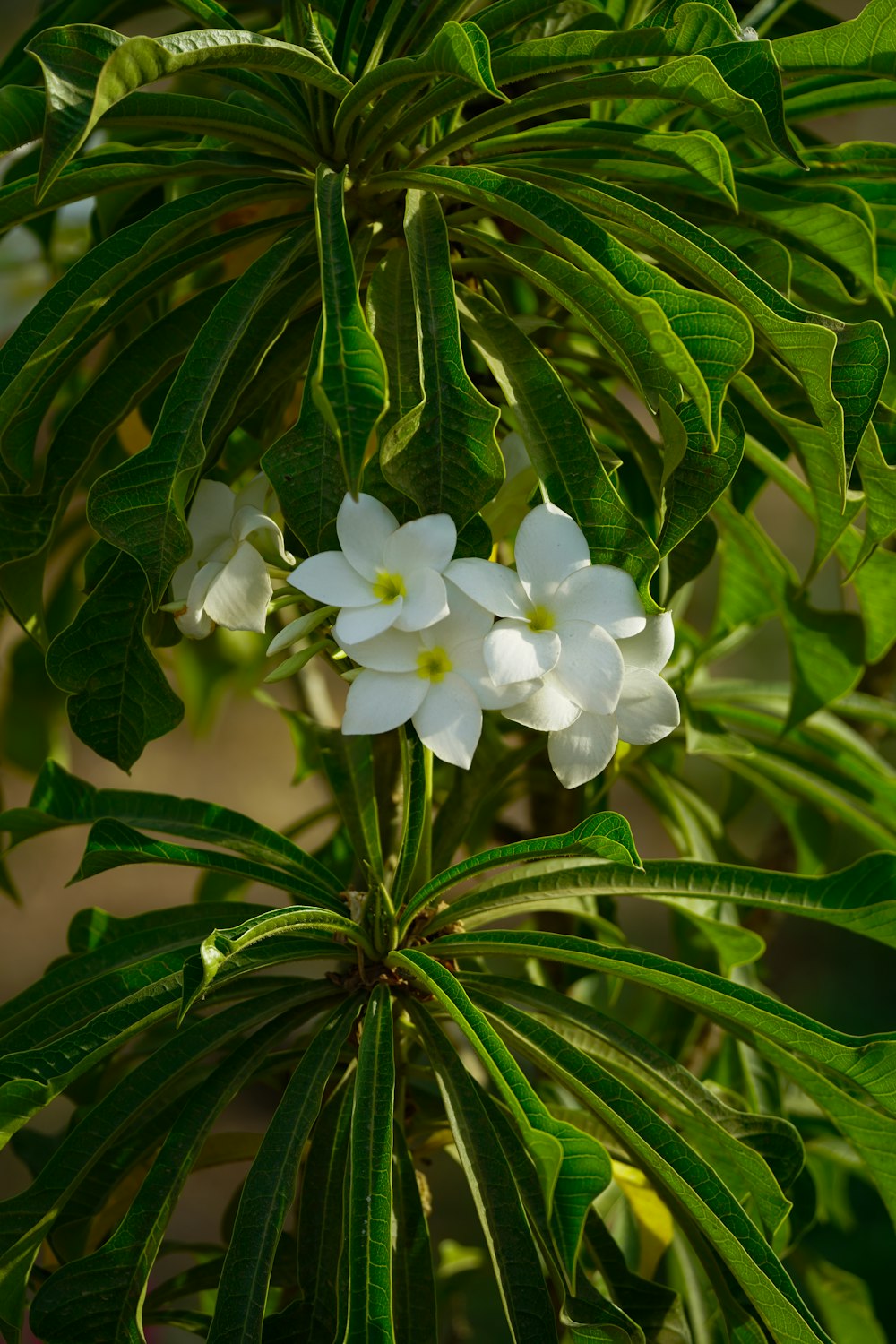 a plant with white flowers and green leaves