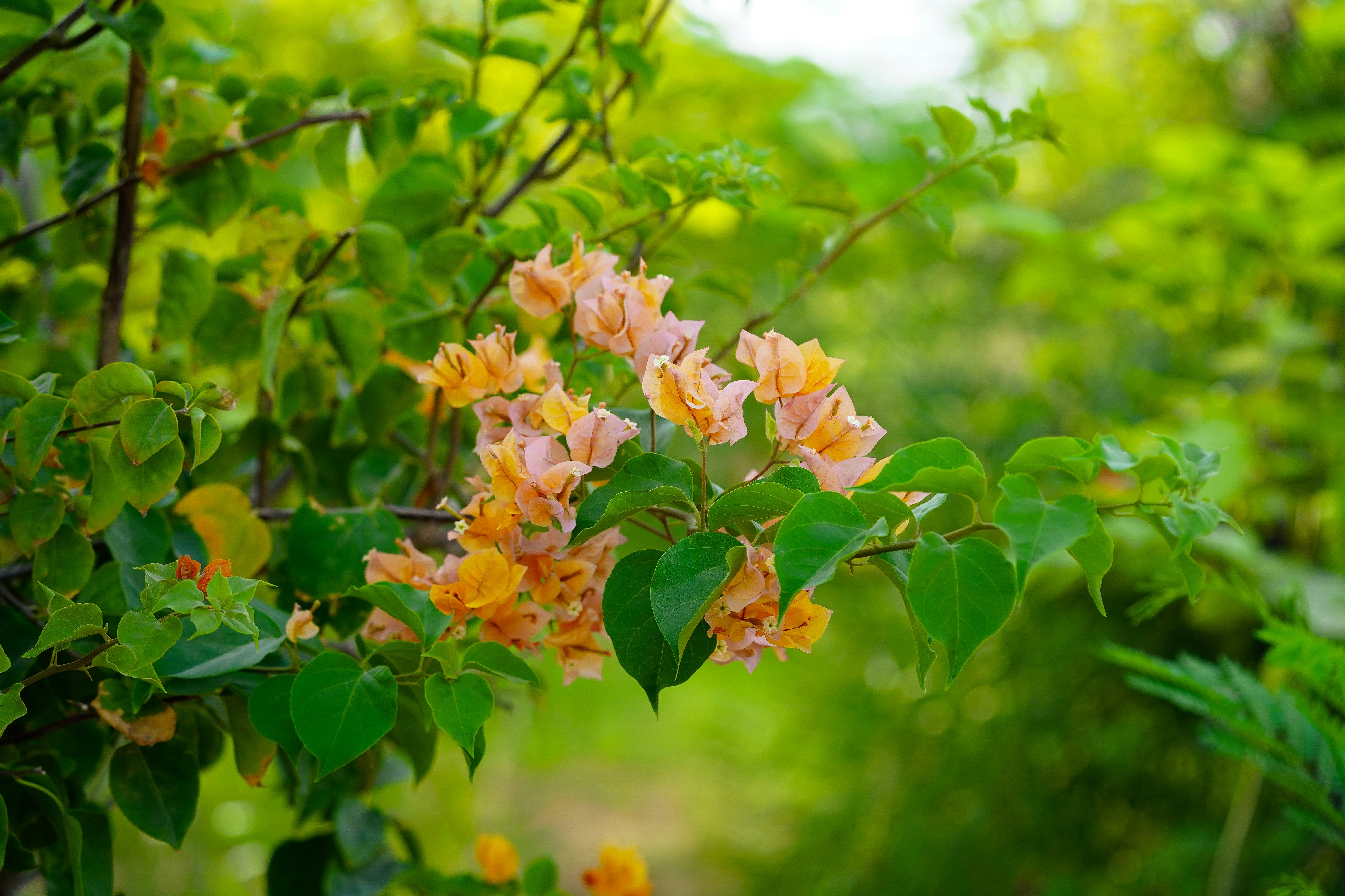 a bunch of flowers that are on a tree, Colorful Vibrant Flowers on Tree