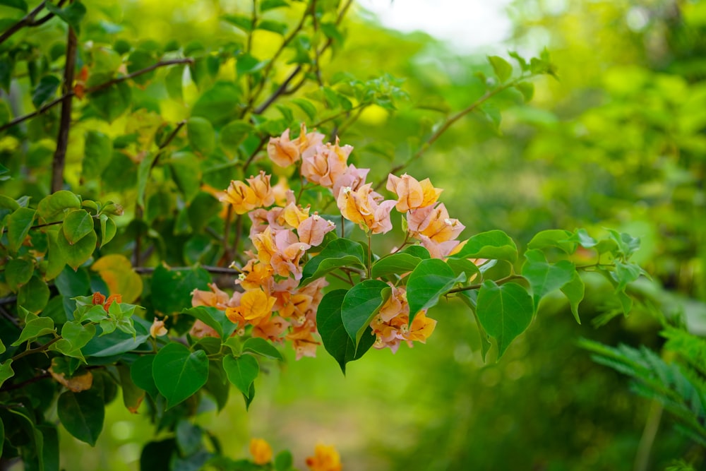 a bunch of flowers that are on a tree