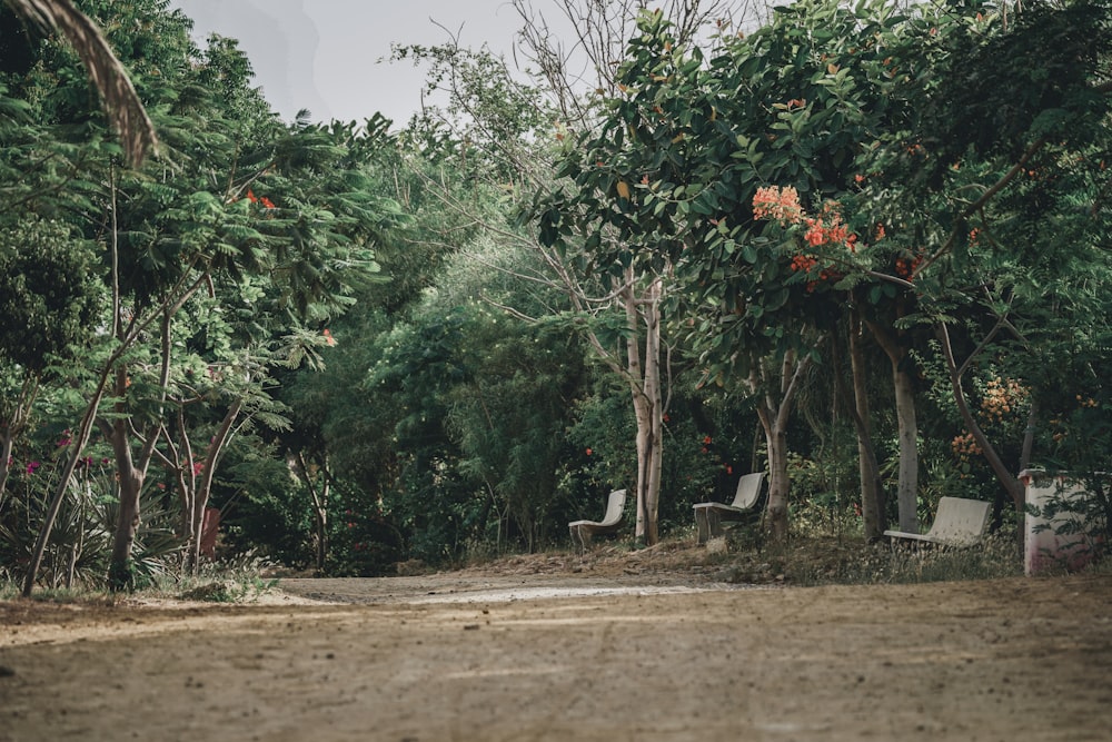 a dirt road surrounded by trees and bushes