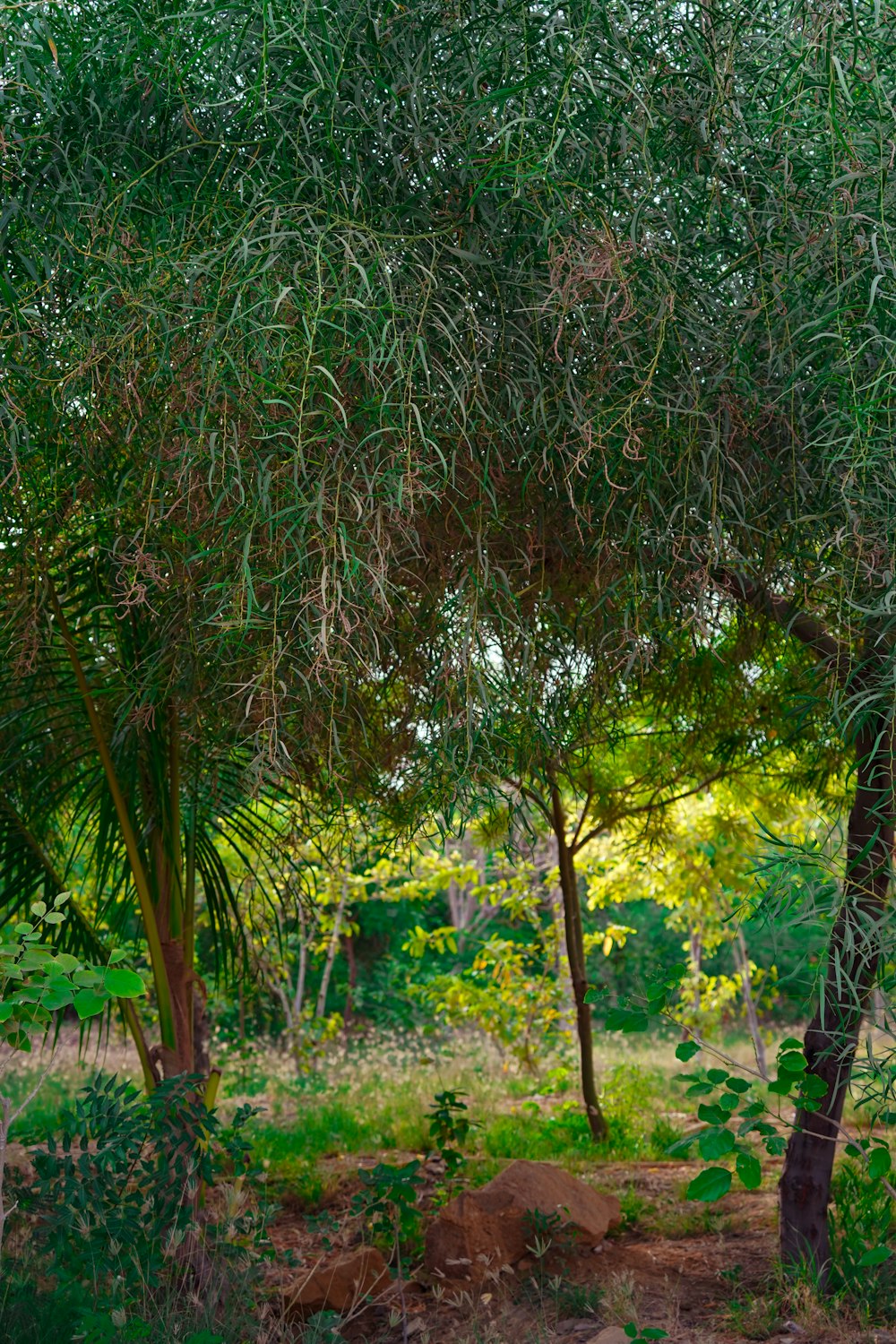 a giraffe standing under a lush green tree