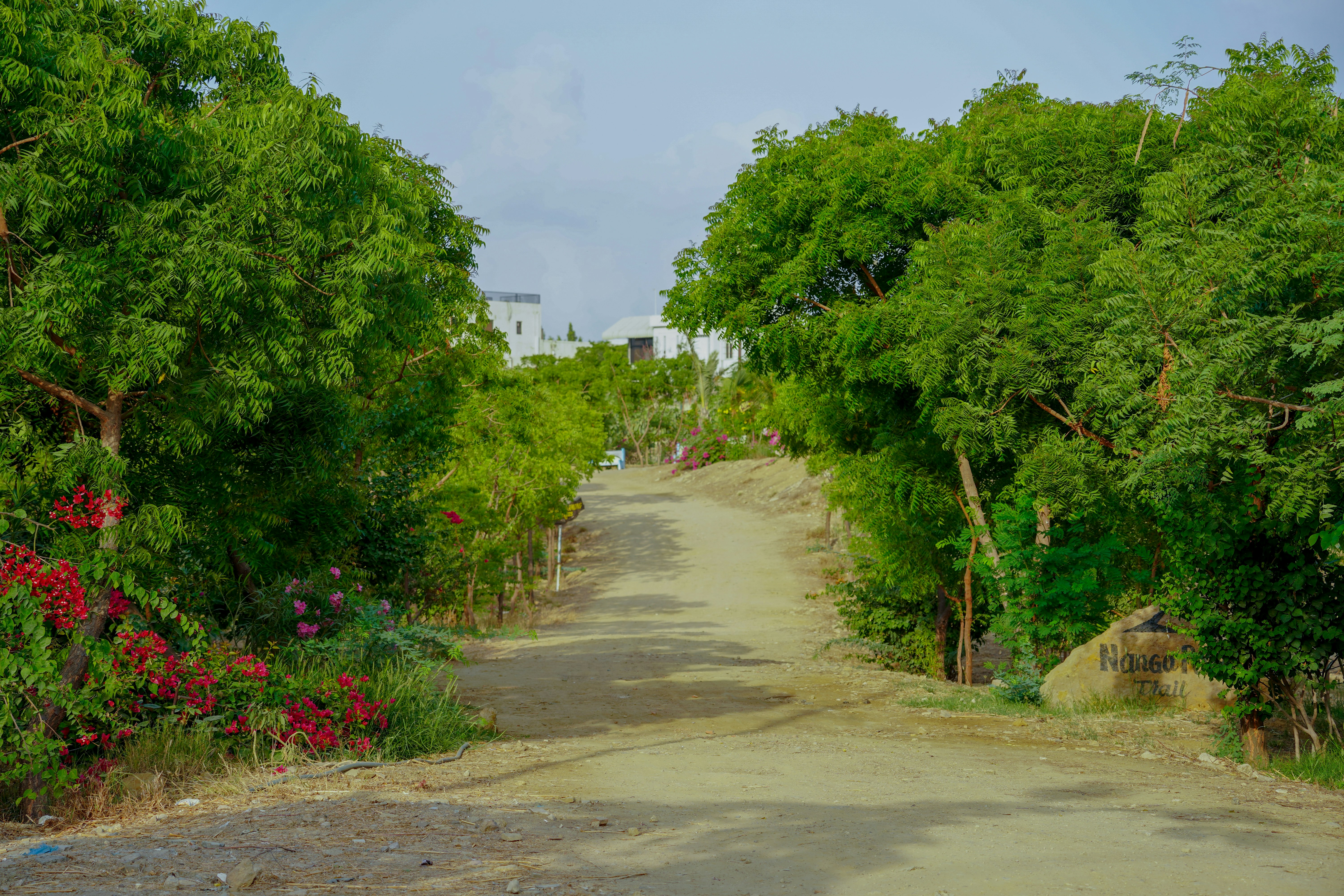 a dirt road surrounded by trees and flowers