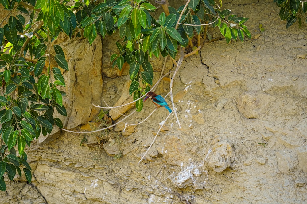 a small blue bird perched on a tree branch