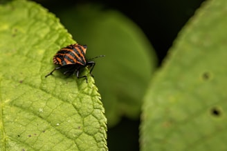 A bug with black and orange stripes sits on a textured green leaf. The background features a blurred green foliage.